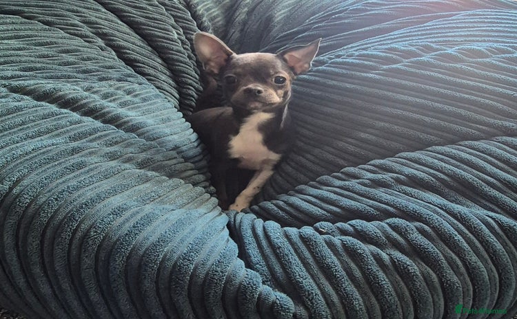 Chihuahua dogs ❤️KC Chihuahua Puppies Ready Now Vaccinated  - Advert 2