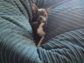 Chihuahua dogs ❤️KC Chihuahua Puppies Ready Now Vaccinated - Advert 2