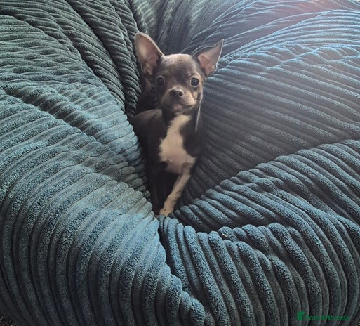 Chihuahua dogs ❤️KC Chihuahua Puppies Ready Now Vaccinated - Advert 2