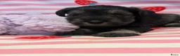 Miniature Schnauzer dogs for sale: Beautiful kc Reg mini schnauzers pups available. - Advert 12
