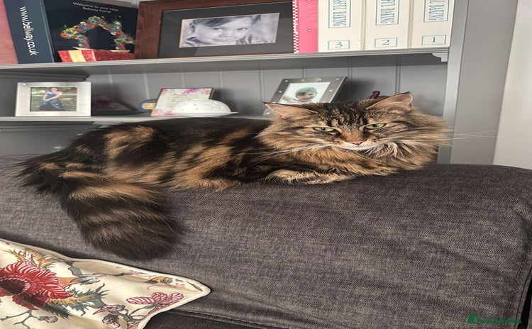 British Longhair cats - Advert 1