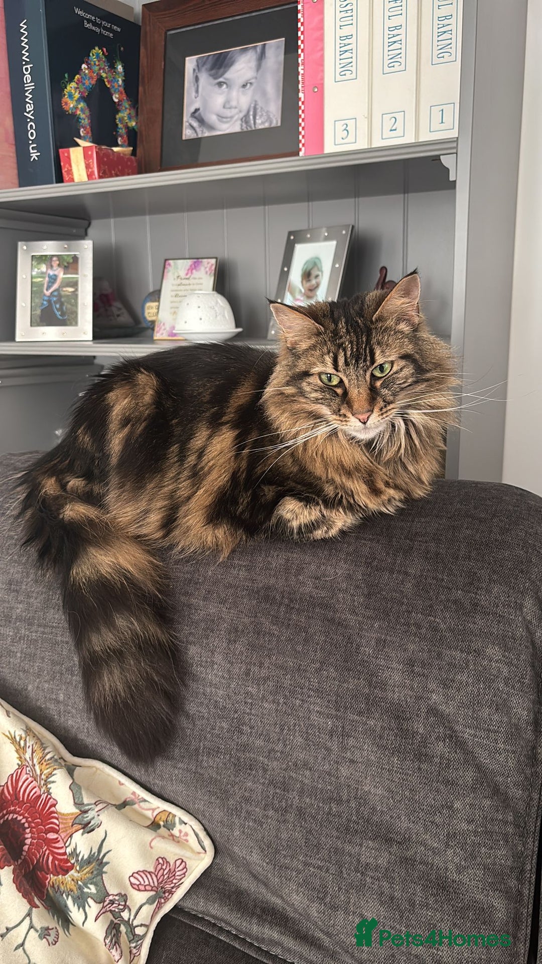 British Longhair cats for sale: Meet Mulan!!  - Image 2