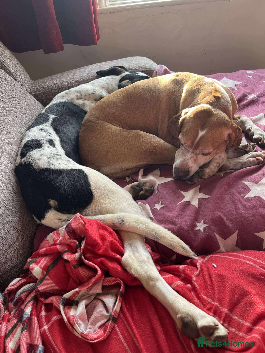 Mixed Breed dogs for adoption: Aria is ready for her forever family! - Advert 8