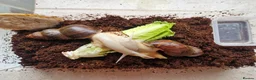 Snails invertebrates for sale: Albino Giant African Landsnails in Beverley - Advert 2