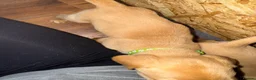 Labrador Retriever dogs for sale: Fox Red Labrador - Advert 20