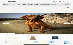 Labrador Retriever dogs for sale: Kc fox red Labrador puppies ready this weekend - Image 10