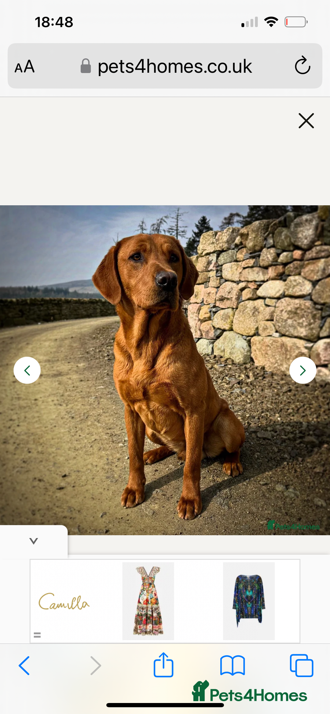 Labrador Retriever dogs for sale: Kc fox red Labrador puppies ready this weekend - Image 10