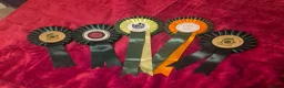 Caucasian Shepherd Dog dogs for sale: Caucasian shepherd Junior Champion  - Advert 4