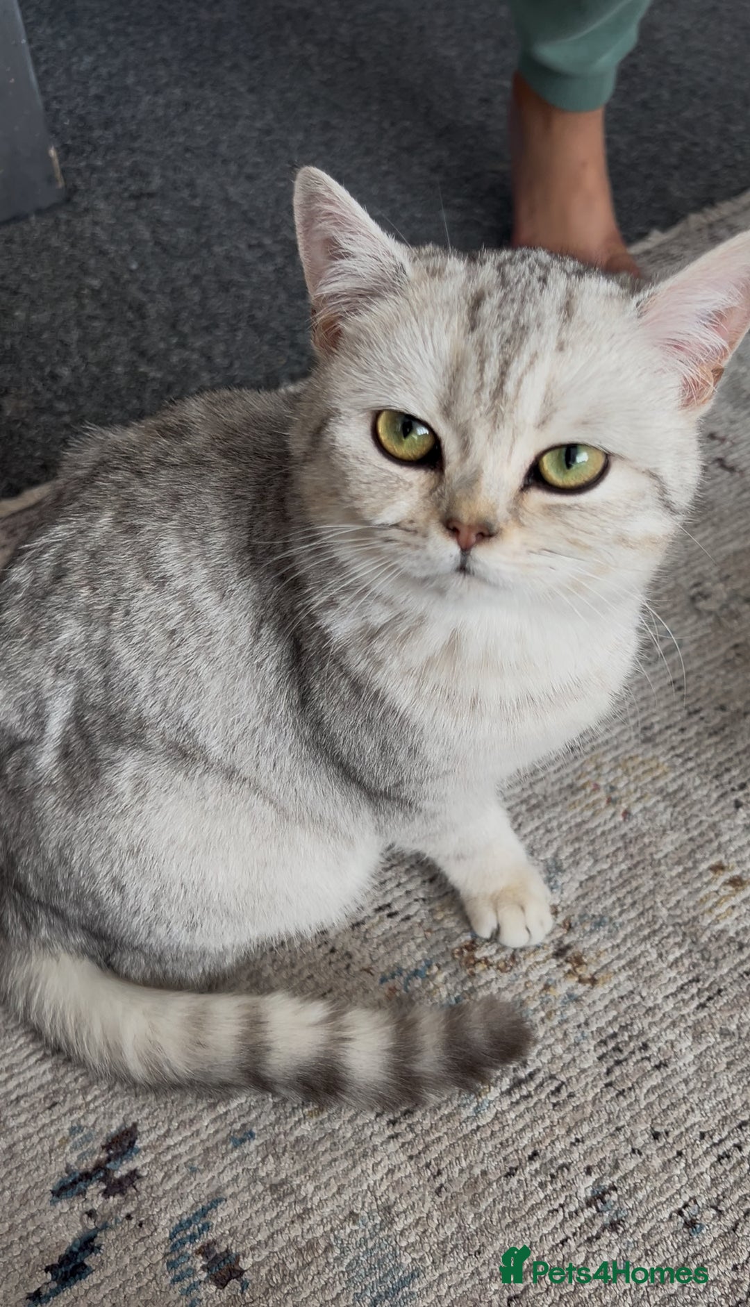 British Shorthair cats for sale: Silver spotted British shorthair  - Advert 2