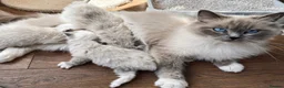 Ragdoll cats for sale: Beautiful Ragdoll Kittens 💎  - Advert 12