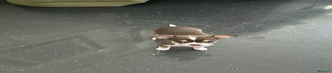 Chihuahua Puppy 2