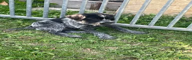German Wirehaired Pointer 6