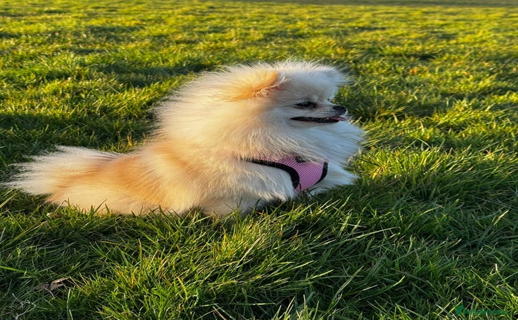 Pomeranian dogs - Advert 3