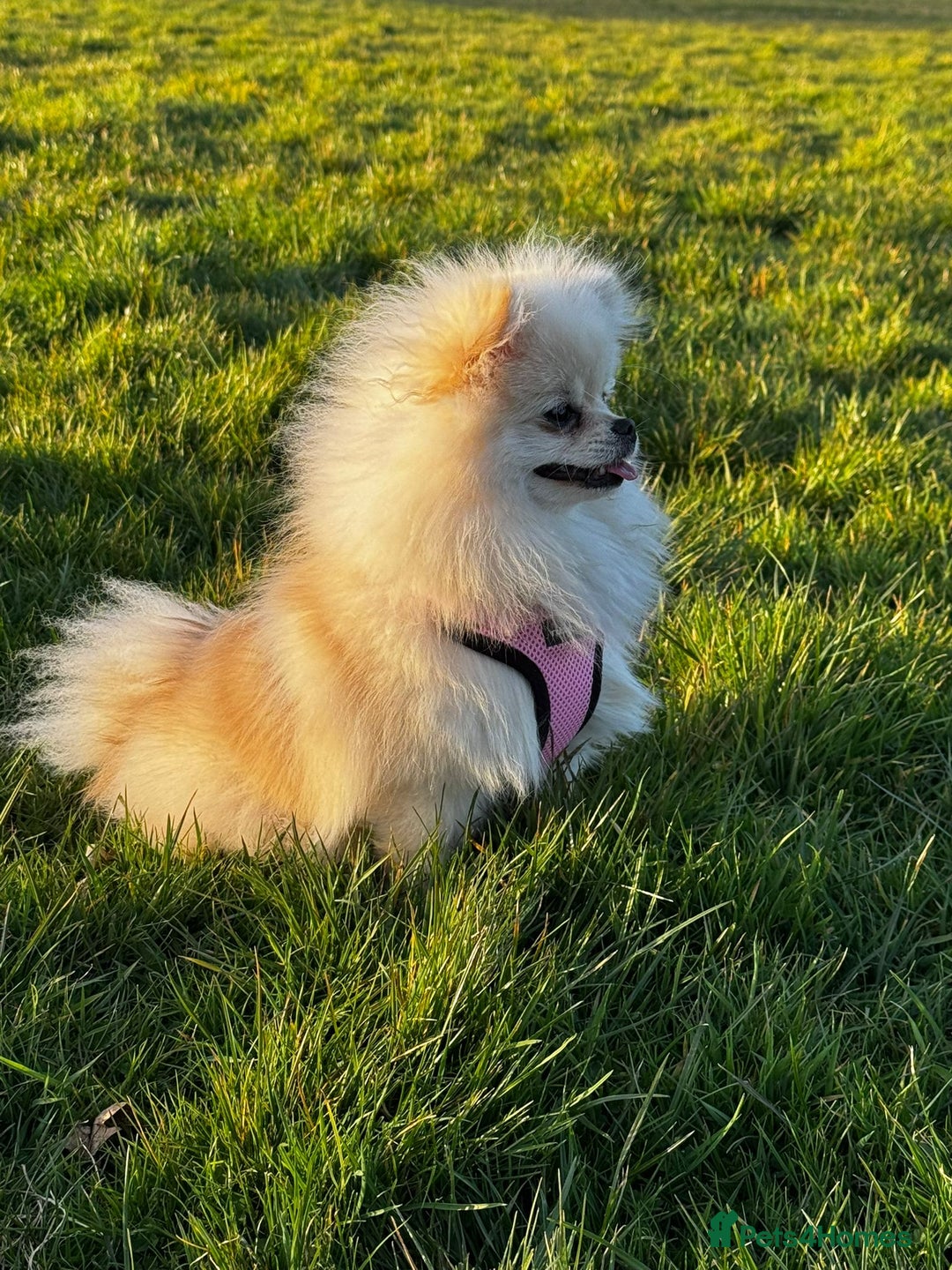 Pomeranian dogs for sale: Lovely Pomeranian Girl  - Image 2