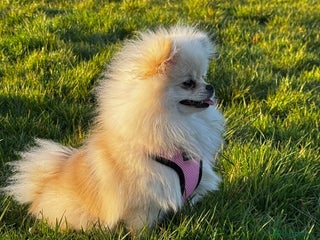 Pomeranian dogs - Advert 21