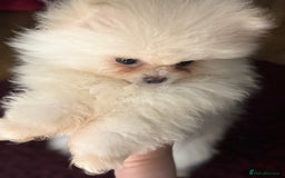 Pomeranian dogs for sale: Poms  - Image 2