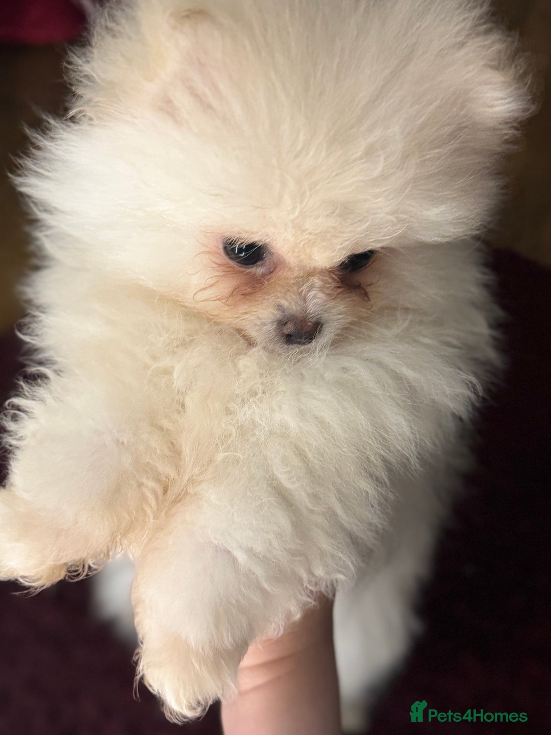 Pomeranian dogs for sale: Poms  - Image 2