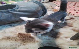 Domestic Shorthair cats for sale: Daisy and Bear - Image 7
