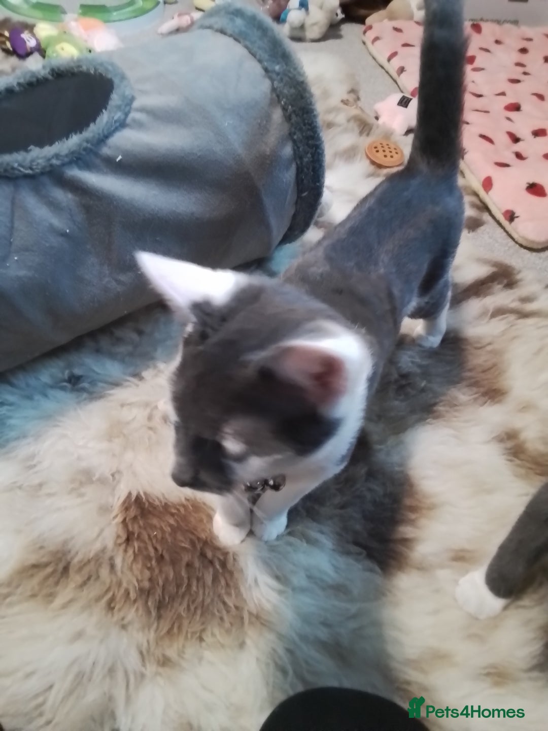 Domestic Shorthair cats for sale: Daisy and Bear - Image 7