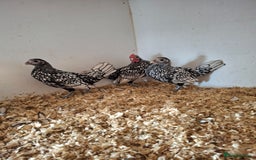 Chickens poultry for sale: Trio of silver laced sebrights  - Image 4