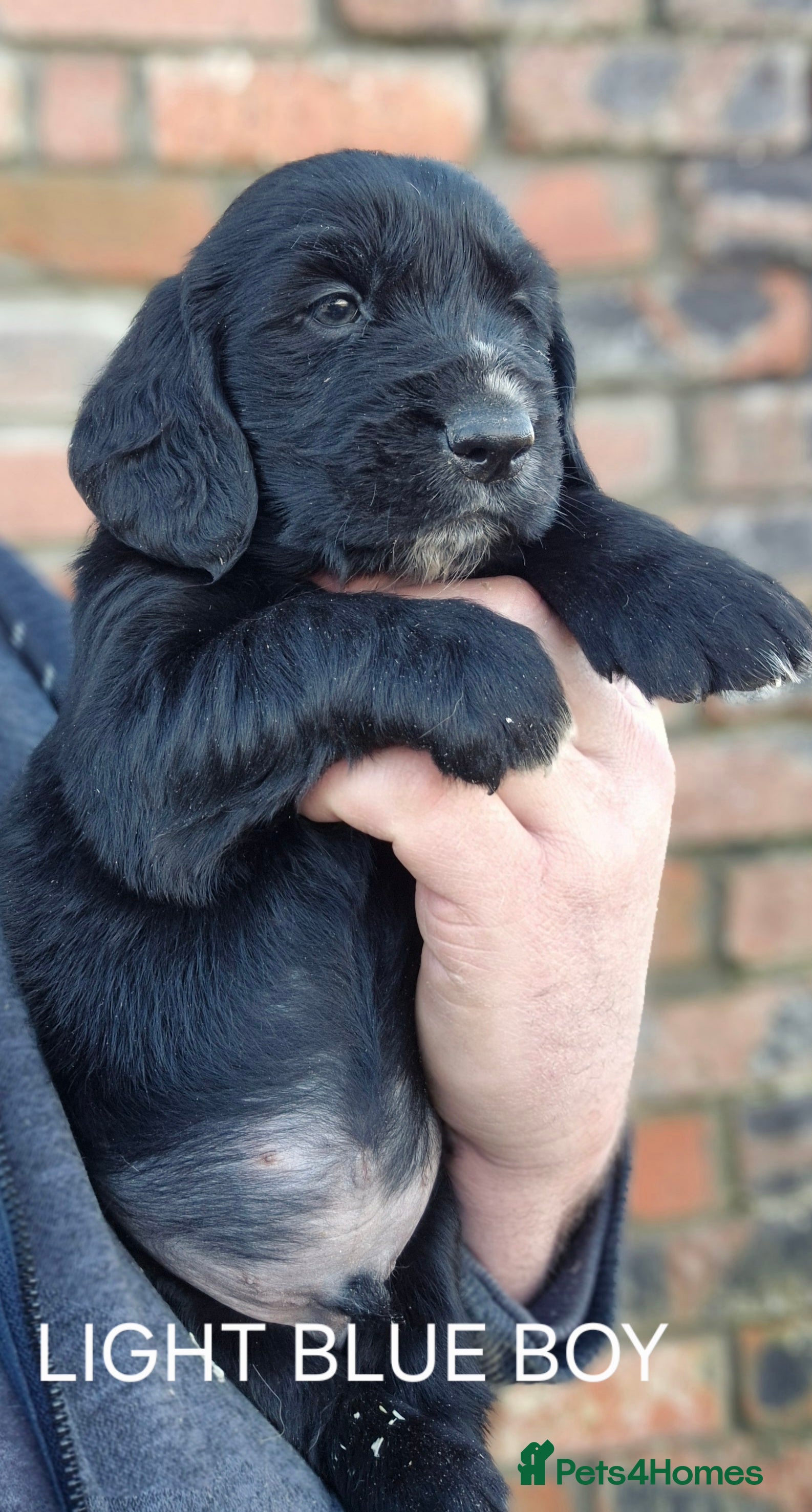 Mixed Breed dogs Retriever x Basset Hound hybrid Puppies Puppies  - Advert 7