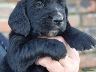 Mixed Breed dogs Retriever x Basset Hound hybrid Puppies Puppies - Advert 7