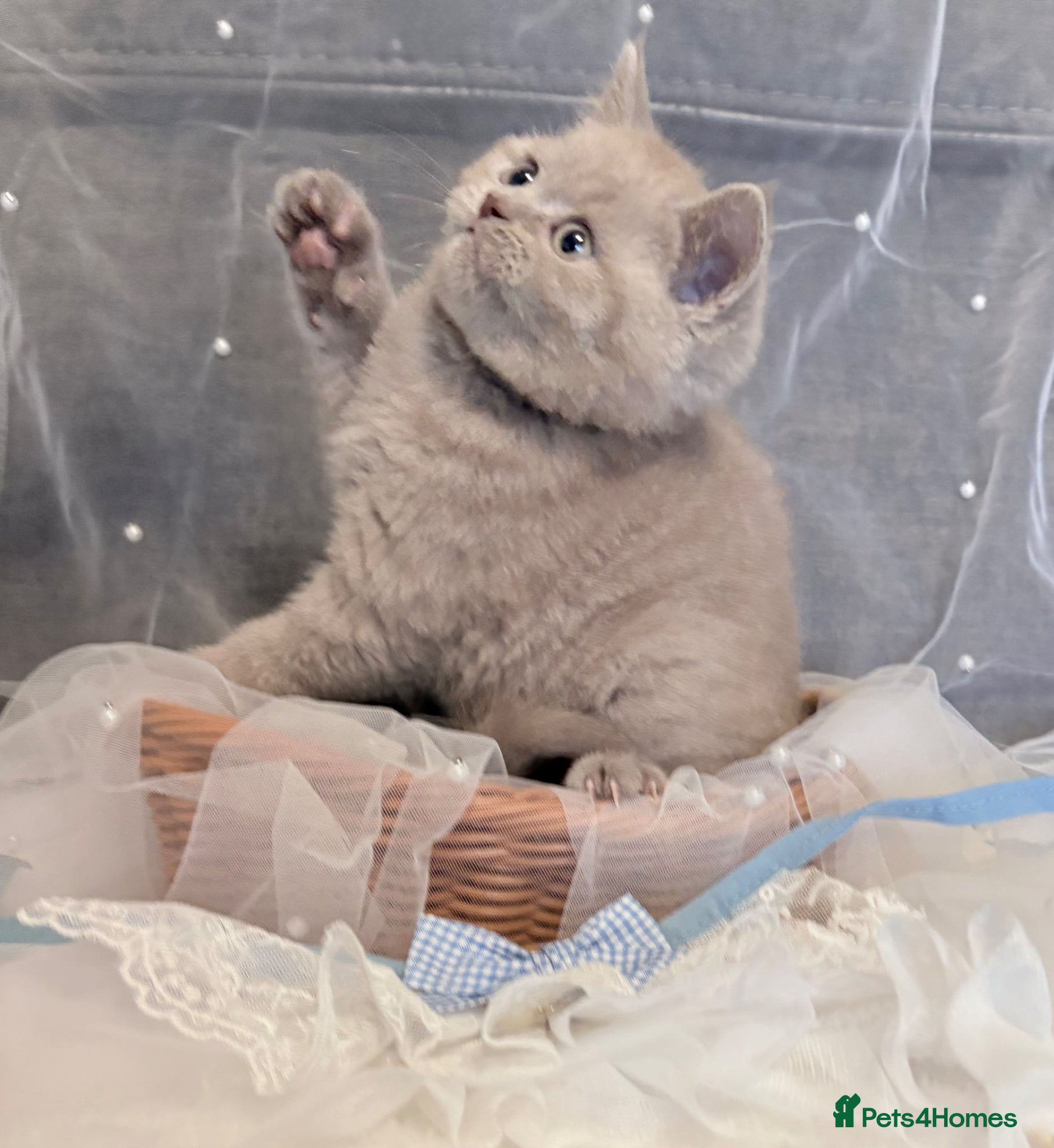British Shorthair cats British shorthair kittens lilac and blues  - Advert 1