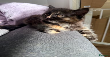Persian cats - Advert 10