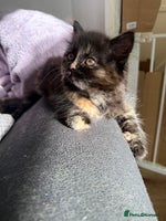 Persian cats - Advert 6