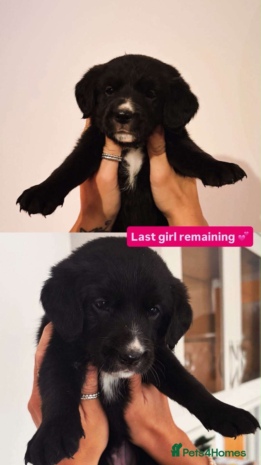 Mixed Breed dogs 🐾 Beautiful Colipoo Puppies – ONLY 2 LEFT 🐶  - Advert 2
