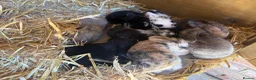 Mini Lop rabbits for sale: 5ft double hutch with mum and 8 babies - Advert 5