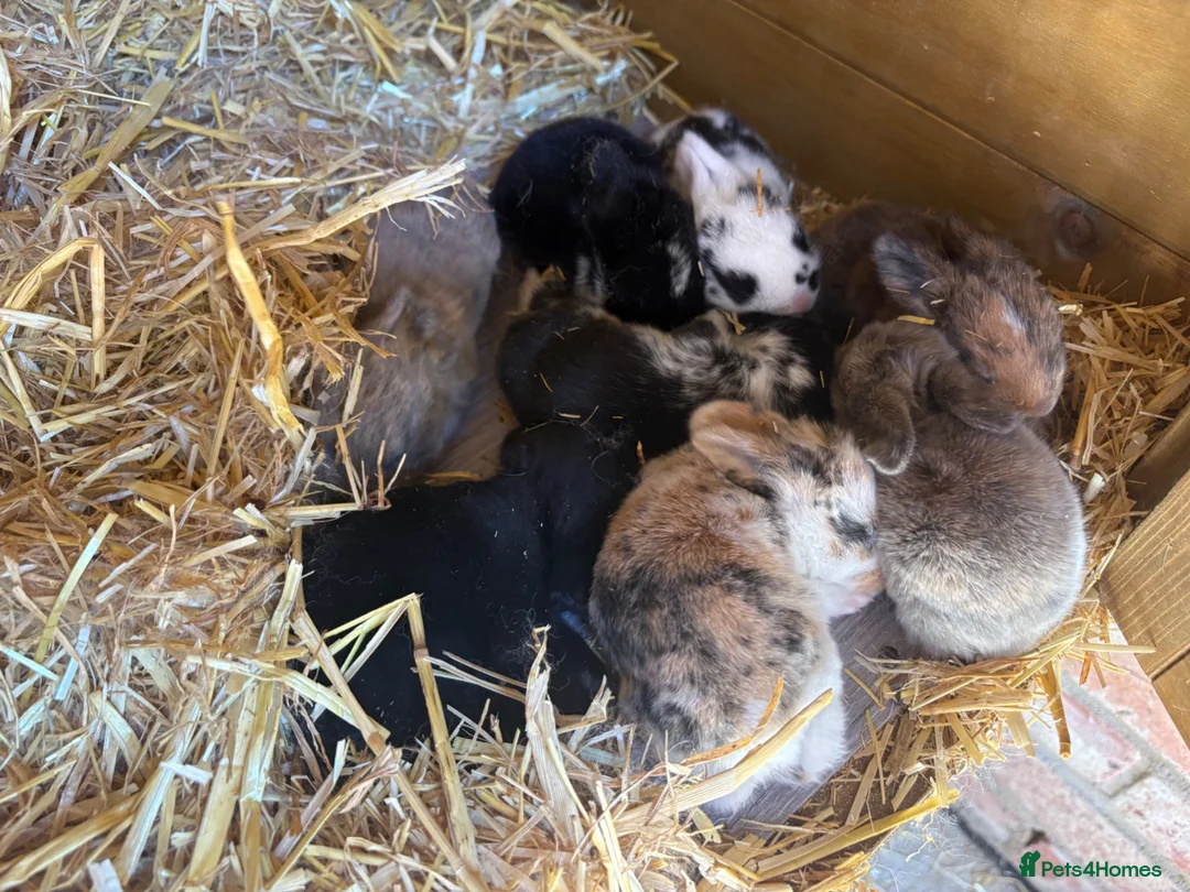 Mini Lop rabbits for sale: 5ft double hutch with mum and 8 babies - Advert 5