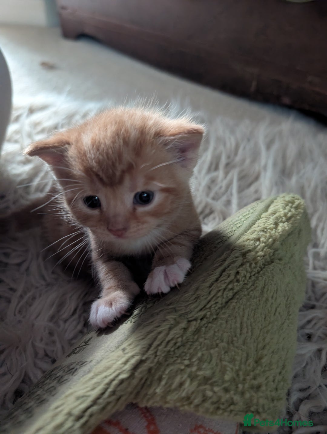 British Shorthair cats for sale: Kittens from loving country cottage home - Image 14