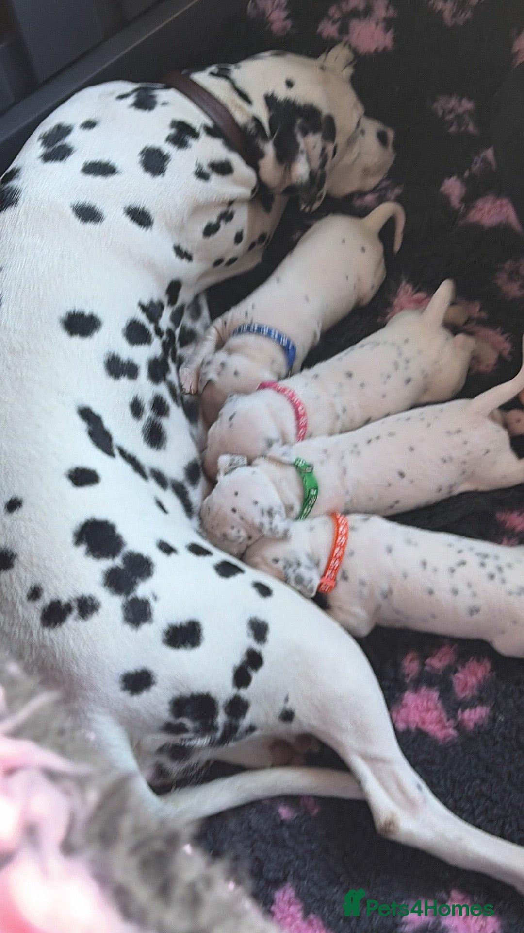 Dalmatian dogs Pedigree KC Registered Puppies - Advert 9