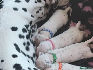 Dalmatian dogs Pedigree KC Registered Puppies - Advert 1