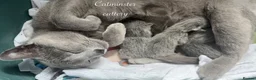 Russian Blue cats for sale: Purebred Russian blue kittens  - Advert 17