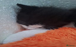 Domestic Shorthair cats for sale: Male kittens for sale  - Image 8