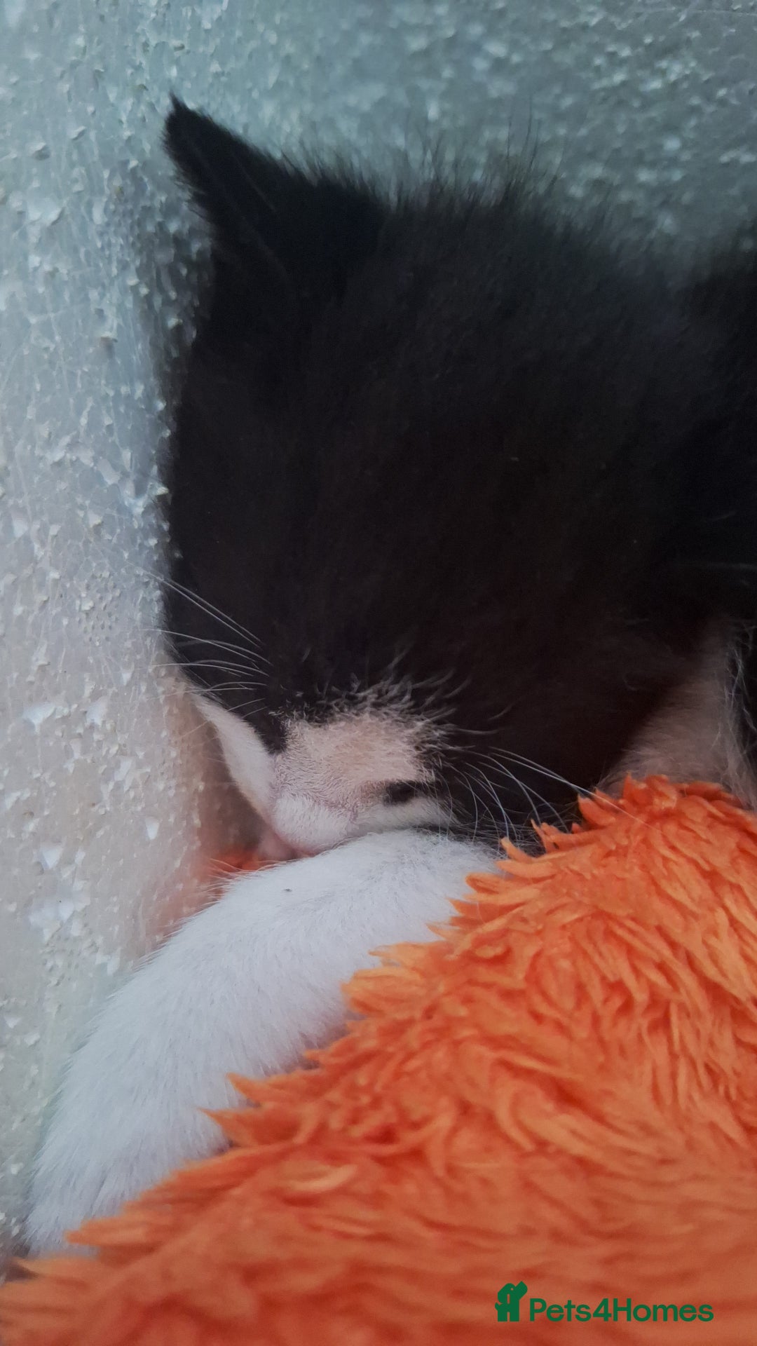 Domestic Shorthair cats for sale: Male kittens for sale  - Image 8