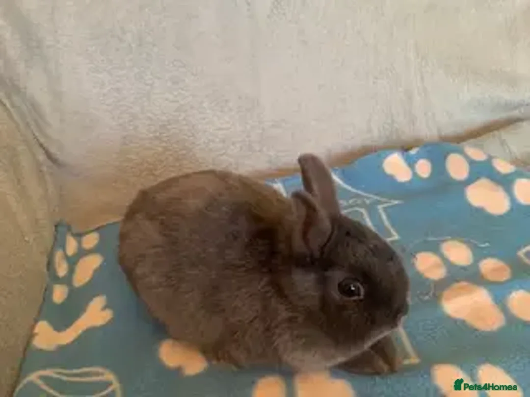 Netherland Dwarf rabbits for sale: Netherland dwarf  - Advert 2