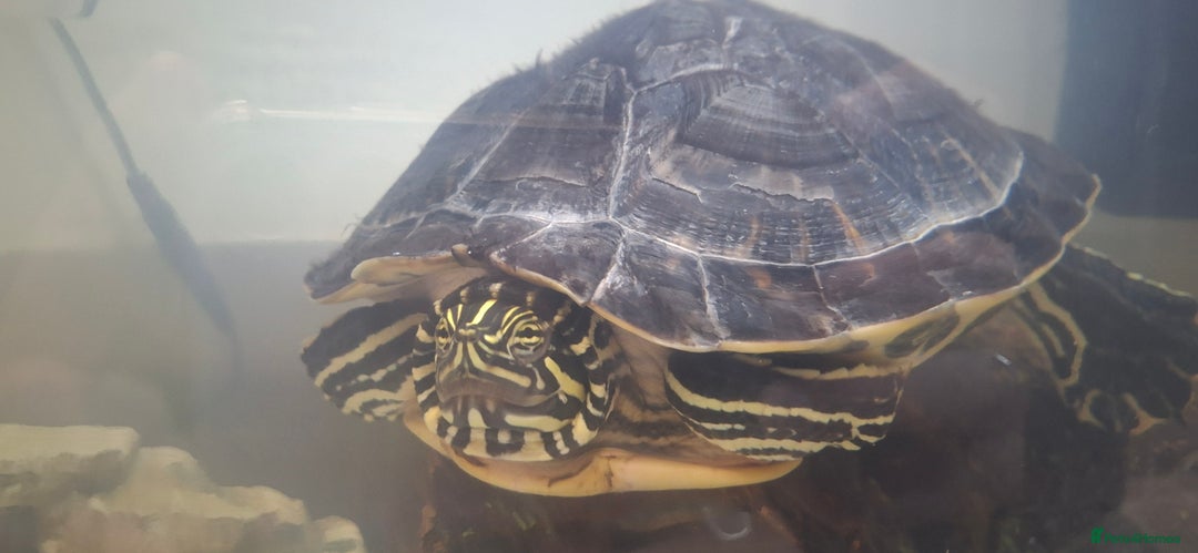 Turtle reptiles for sale: Turtle for sale - Advert 2