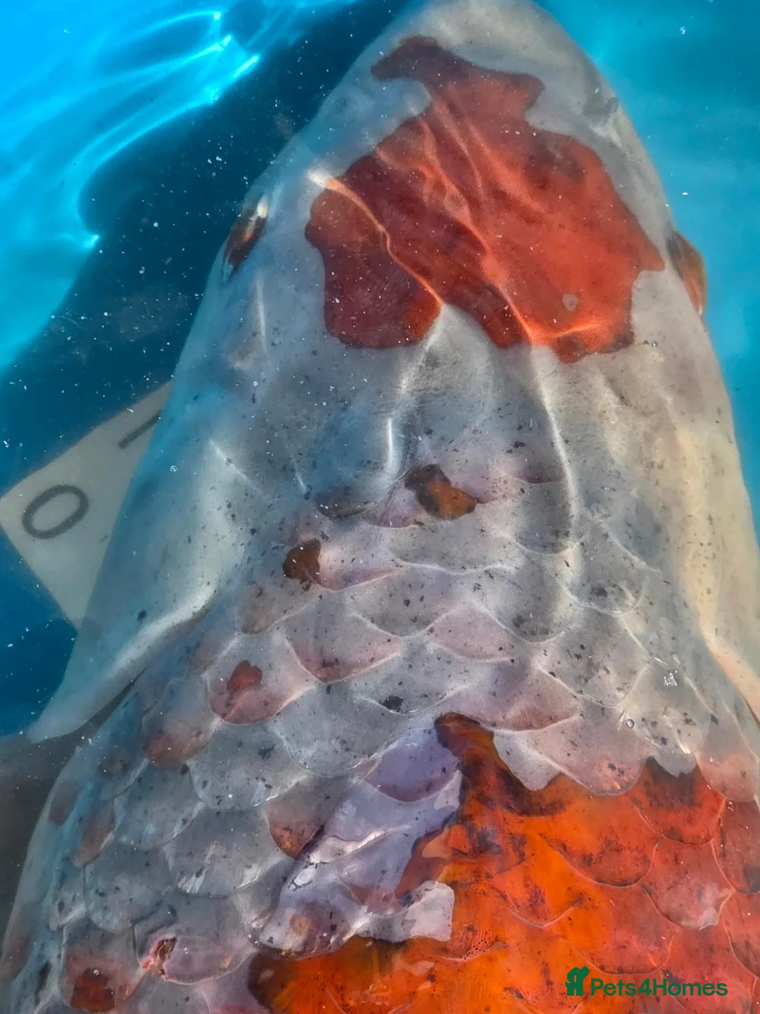 Koi Carp fish for sale: 65/70cm Kase Gin Rin Ochiba Koi in Birmingham - Advert 7