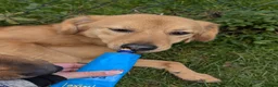 Mixed Breed dogs for adoption: Jess for adoption in Uxbridge - Advert 6