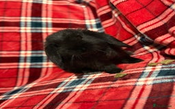 Mini Lop rabbits for sale: Beautiful Baby Mini Lops - Image 7