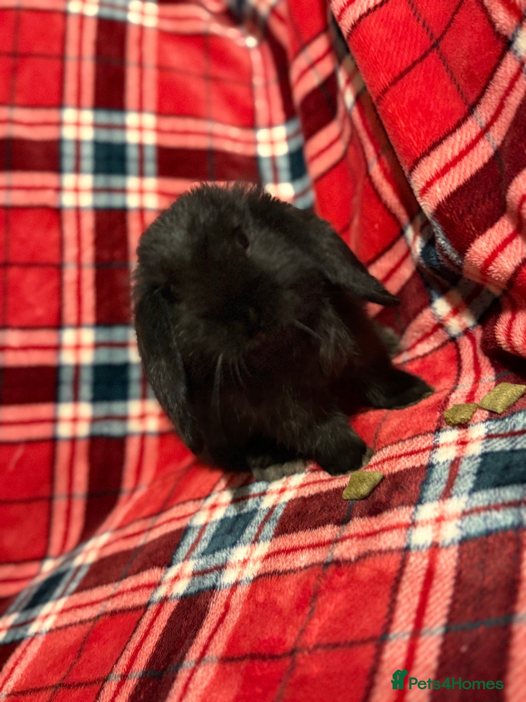 Mini Lop rabbits for sale: Beautiful Baby Mini Lops - Image 7