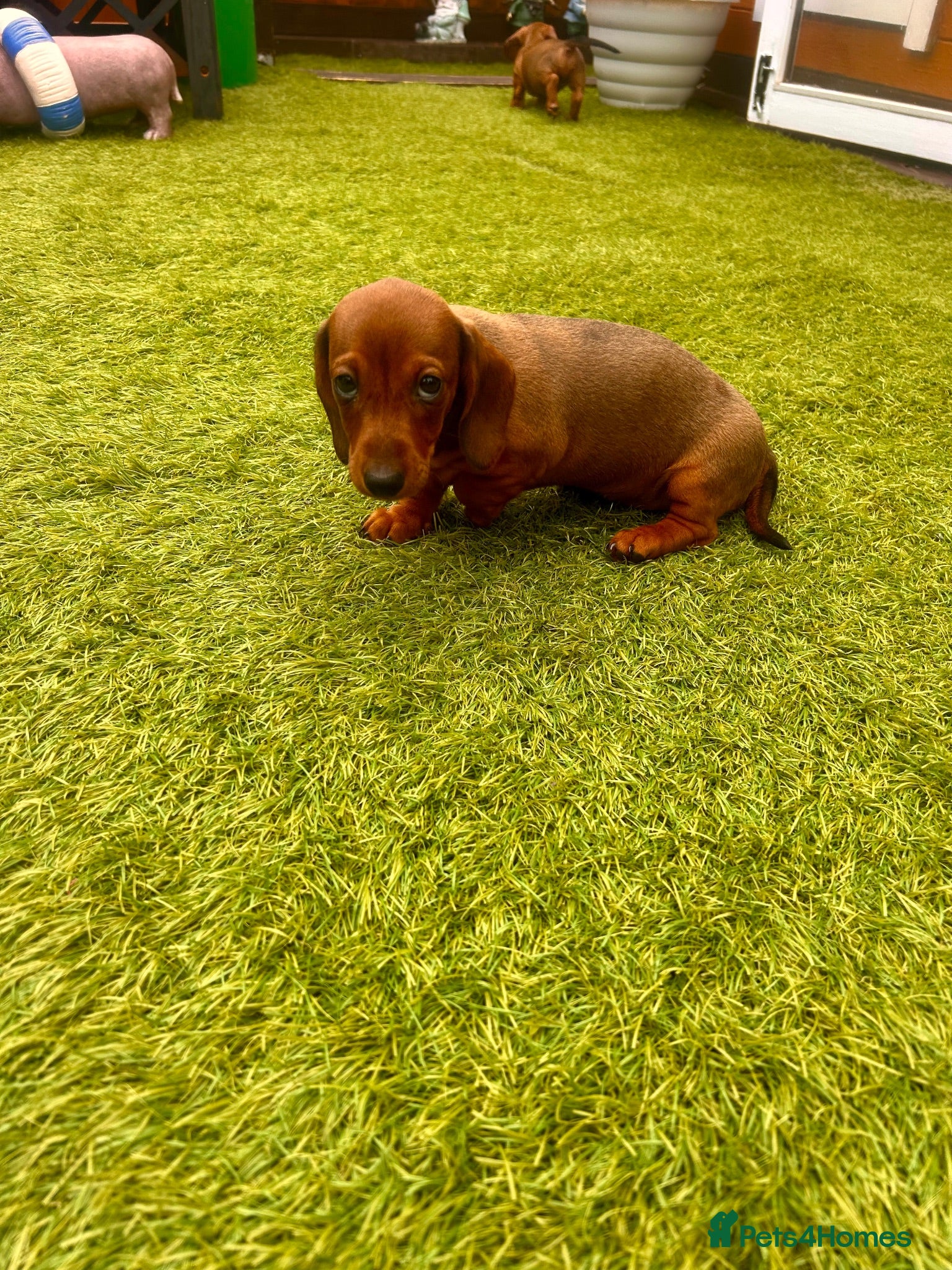 Miniature Dachshund dogs Beautiful miniature dachshunds - Advert 1