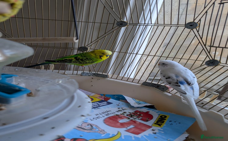 Budgerigars birds - Advert 16