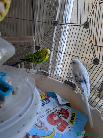 Budgerigars birds - Advert 5