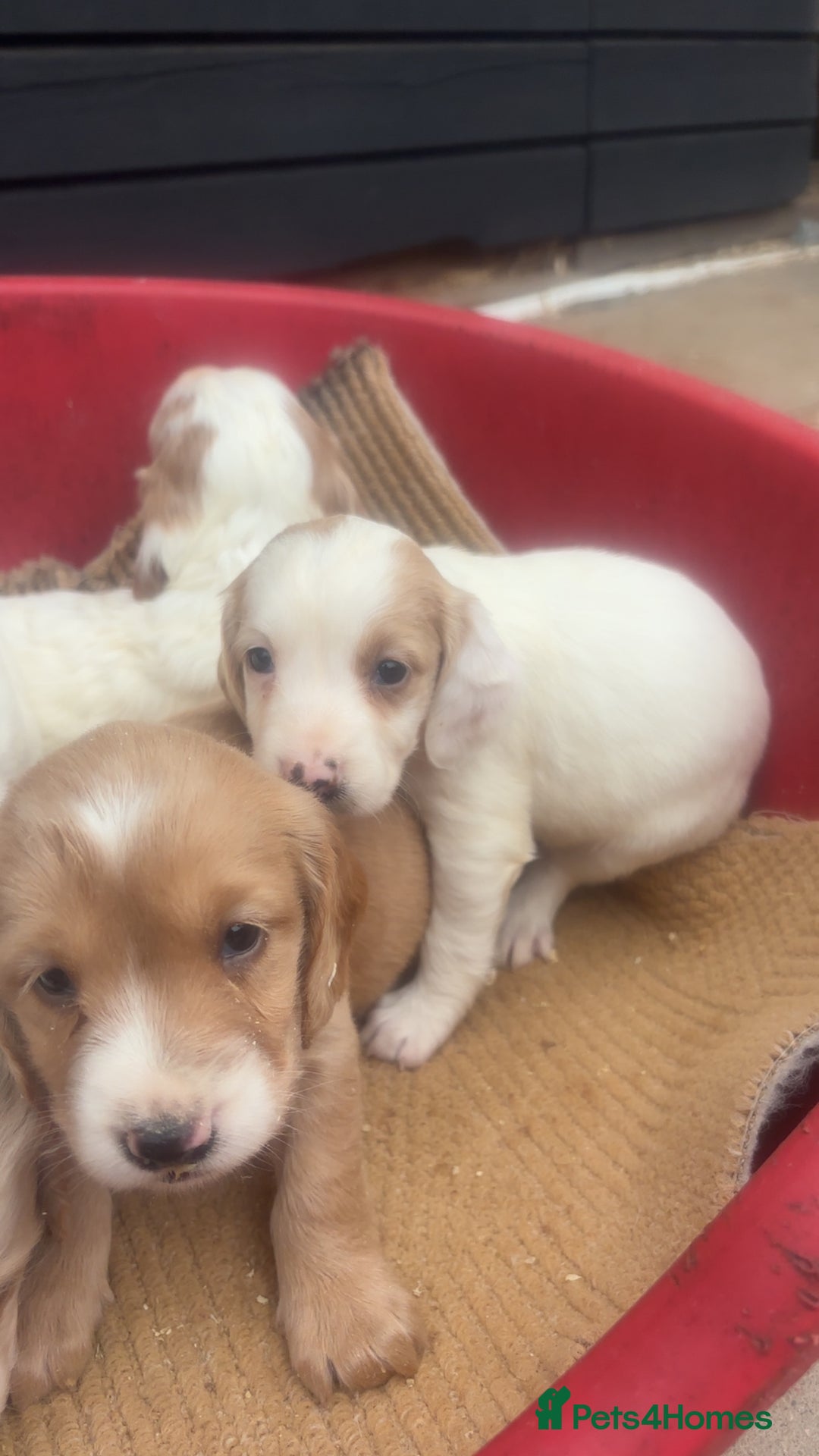 Sprocker dogs for sale: Beautiful Sprocker Puppies - Image 12