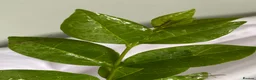 Stick Insects invertebrates for sale: Price per Baby Indian Stick Insect - Advert 3