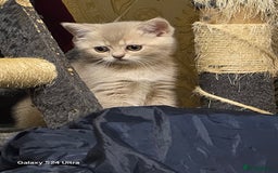 Scottish Fold cats for sale: Ready to leave cute kittens  - Image 1